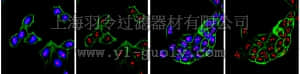 merck millipore,默克密理博,09-090,Anti-CHD9 Antibody