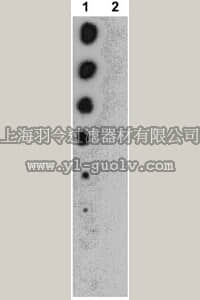 merck millipore,默克密理博,09-104,Anti-phospho-Raptor (Ser722) Antibody