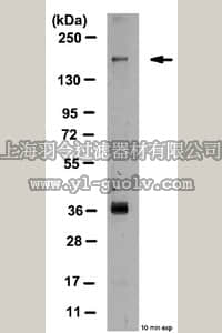 merck millipore,默克密理博,09-107,Anti-phospho-Raptor (Ser877) Antibody