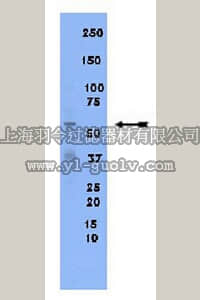 merck millipore,默克密理博,09-129,Anti-SFRP4 Antibody