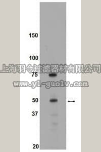 merck millipore,默克密理博,09-143,Anti-Brk Antibody