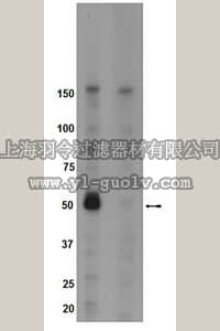merck millipore,默克密理博,09-144,Anti-phospho-Brk (Tyr342) Antibody
