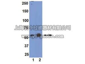 merck millipore,默克密理博,09-157,Anti-ALK4 Antibody