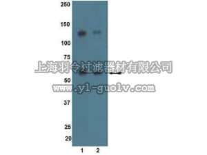 merck millipore,默克密理博,09-158,Anti-ALK7 Antibody