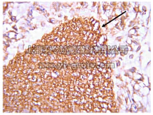 merck millipore,默克密理博,09-162,Anti-Wnt3A Antibody