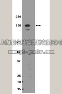 merck millipore,默克密理博,09-217,Anti-Raptor Antibody