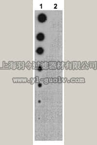 merck millipore,默克密理博,09-230,Anti-phospho-Raptor (Thr706) Antibody