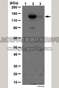 merck millipore,默克密理博,09-241,Anti-phospho JAK-2 (Tyr570) Antibody
