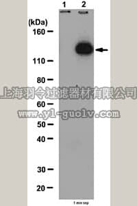 merck millipore,默克密理博,09-242,Anti-phospho JAK-2 (Tyr813) Antibody