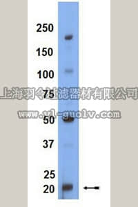 merck millipore,默克密理博,09-247,Anti-RHEB1 Antibody