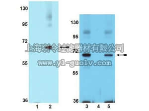 merck millipore,默克密理博,09-258,Anti-phospho-PAK1 (Ser199/Ser204) Antibody