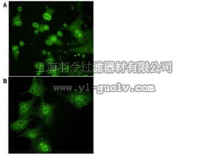 merck millipore,默克密理博,09-260,Anti-mouse Tks4 Antibody