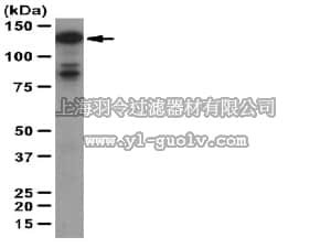 merck millipore,默克密理博,09-267,Anti-human Tks4 Antibody