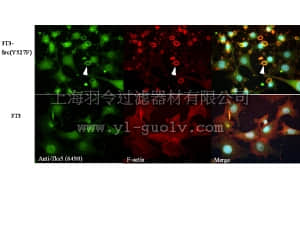 merck millipore,默克密理博,09-268,Anti-TKS5 (SH3 #4) Antibody
