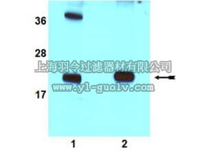 merck millipore,默克密理博,09-271,Anti-Rac1b Antibody