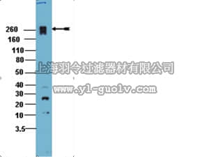 merck millipore,默克密理博,09-274,Anti-PEAK1 Antibody