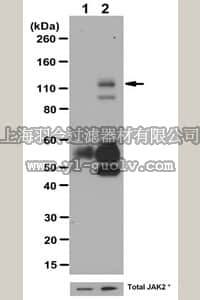 merck millipore,默克密理博,09-275,Anti-phospho-JAK2 (Tyr1007/1008) Antibody