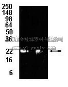 merck millipore,默克密理博,09-278,Anti-20S proteasome subunit β5 Antibody