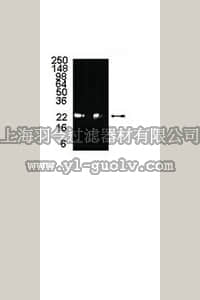 merck millipore,默克密理博,09-279,Anti-20S proteasome subunit β6 Antibody