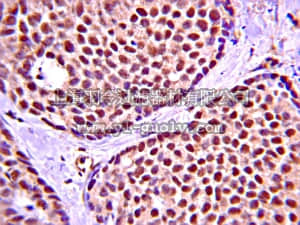 merck millipore,默克密理博,09-290,Anti-phospho-AMPK1 (Thr174) Antibody
