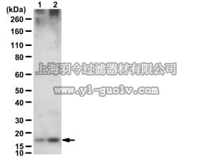 merck millipore,默克密理博,09-294,Anti-phospho Calmodulin (Tyr138) Antibody