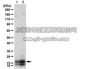 merck millipore,默克密理博,09-295,Anti-phospho-Calmodulin (Tyr99) Antibody