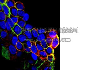 merck millipore,默克密理博,09-310,Anti-phospho-EGFR (Tyr1069) Antibody