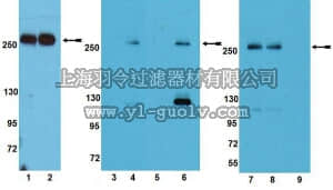 merck millipore,默克密理博,09-345,Anti-phospho-mTOR (Thr2446) Antibody