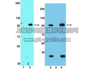 merck millipore,默克密理博,09-356,Anti-phospho-HMG-CoA Reductase (Ser872) Antibody