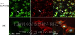 merck millipore,默克密理博,09-403,Anti-TKS5 (SH3 #1) Antibody