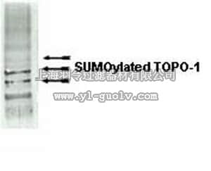 merck millipore,默克密理博,09-409,Anti-SUMO-1 Antibody