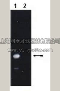 merck millipore,默克密理博,09-412,Anti-ISG15/UCRP Antibody