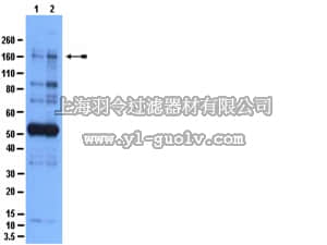 merck millipore,默克密理博,09-430,Anti-phospho-IRS1 (Ser636/Ser639) Antibody