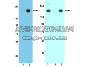 merck millipore,默克密理博,09-432,Anti-phospho-IRS1 (Tyr608) mouse/ (Tyr612) human Antibody