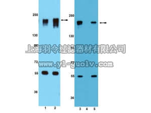 merck millipore,默克密理博,09-448,Anti-phospho-IRS1 (Ser612) mouse/ (Ser616) human Antibody