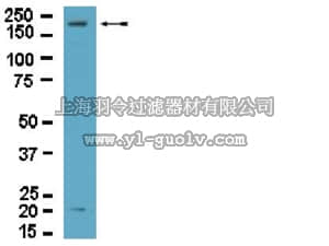 merck millipore,默克密理博,09-454,Anti-Dock2 Antibody