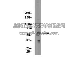 merck millipore,默克密理博,09-456,Anti-AIRE Antibody