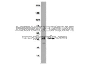 merck millipore,默克密理博,09-466,Anti-phospho-CrkL (Tyr207) Antibody