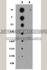 merck millipore,默克密理博,09-471,Anti-phospho-CLASP1 (Ser600) Antibody