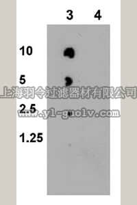 merck millipore,默克密理博,09-478,Anti-phospho-LKB1 (Ser307) Antibody