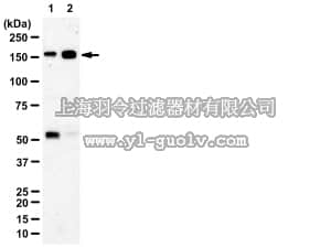 merck millipore,默克密理博,09-489,Anti-phospho-AS160 (Ser666) Antibody