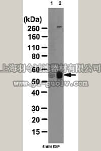 merck millipore,默克密理博,09-495,Anti-phospho LKB1 (Ser431) Antibody