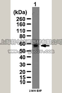 merck millipore,默克密理博,09-706,Anti-RING1 Antibody