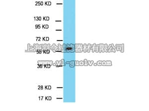 merck millipore,默克密理博,09-717,Anti-TBX21/T-Bet Antibody
