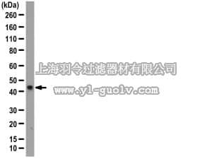 merck millipore,默克密理博,09-723,Anti-RNF2 (Ring1b) Antibody