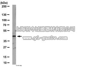 merck millipore,默克密理博,09-754,Anti-c-Jun Antibody