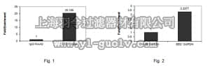 merck millipore,默克密理博,09-774,Anti-EED Antibody