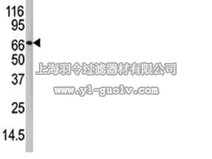 merck millipore,默克密理博,09-796,Anti-PADI4 Antibody, CT