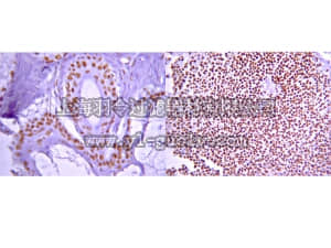 merck millipore,默克密理博,09-797,Anti-phospho-Histone H3(Ser10) Antibody