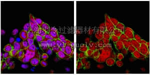 merck millipore,默克密理博,09-809,Anti-JMJD2A Antibody